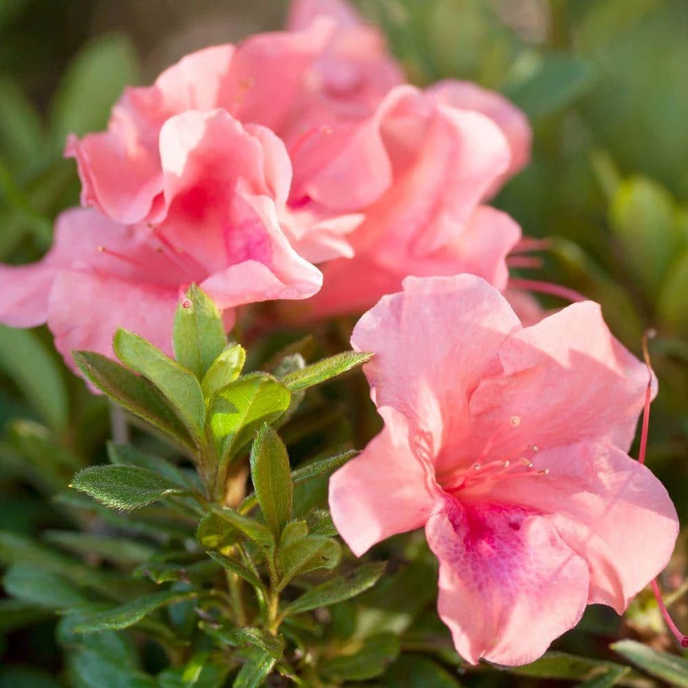 ENCORE AZALEA 1 Gal. Autumn Coral Shrub with Bicolor Pink Reblooming Flowers - Image 2