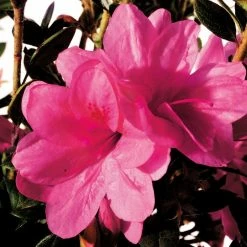 ENCORE AZALEA 2 Gal. Autumn Empress Shrub with Medium Pink Reblooming Flowers