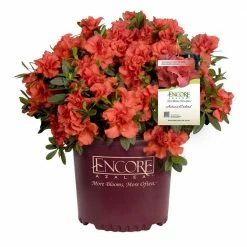 ENCORE AZALEA 1 Gal. Autumn Embers Shrub with Red-Orange Reblooming Semi-Double Flowers