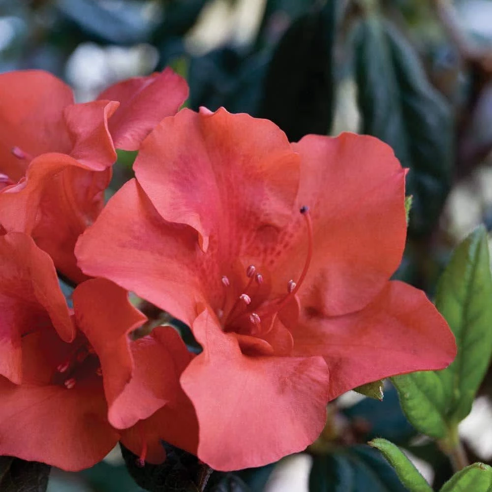ENCORE AZALEA 1 Gal. Autumn Embers Shrub with Red-Orange Reblooming Semi-Double Flowers - Image 4