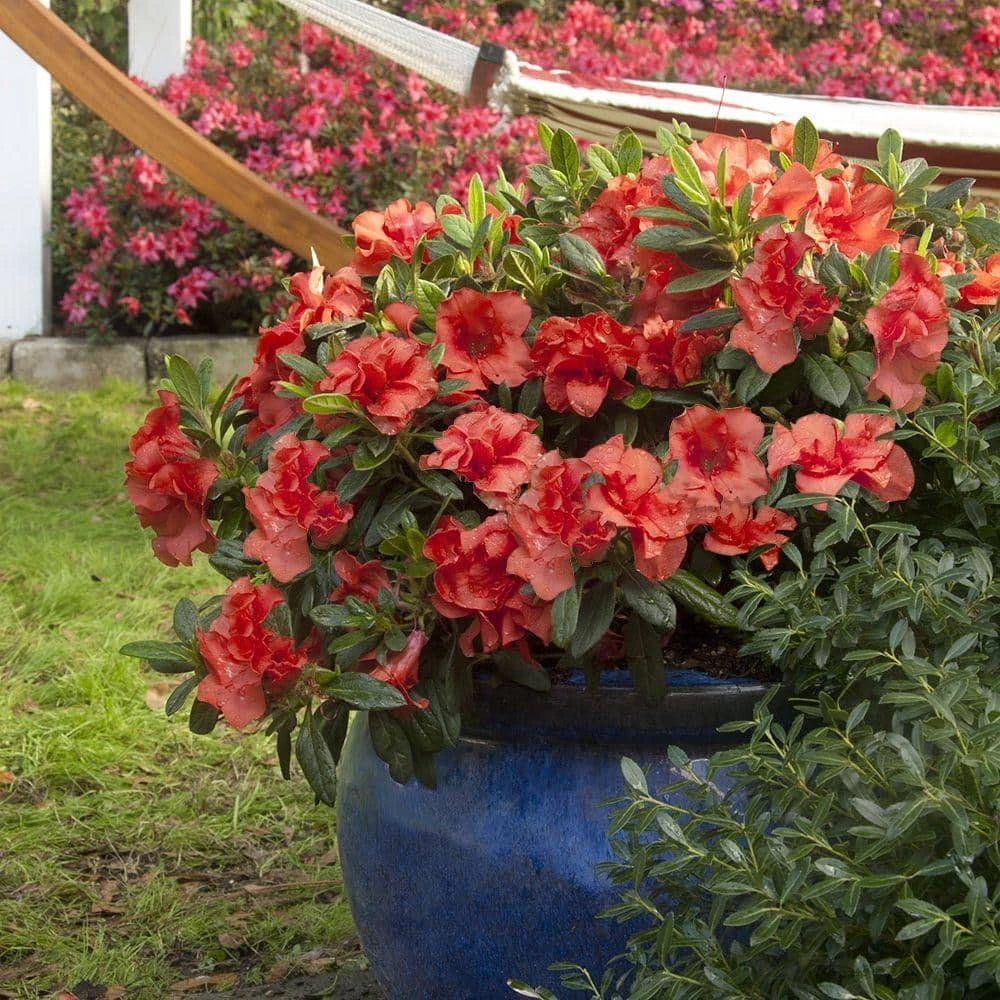 ENCORE AZALEA 1 Gal. Autumn Embers Shrub with Red-Orange Reblooming Semi-Double Flowers - Image 2