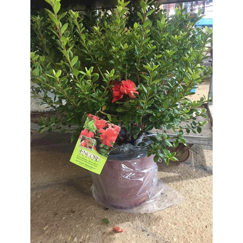 ENCORE AZALEA 3 Gal. Autumn Monarch Shrub with Orange-Pink Reblooming Flowers - Image 4