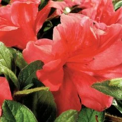 ENCORE AZALEA 3 Gal. Autumn Monarch Shrub with Orange-Pink Reblooming Flowers