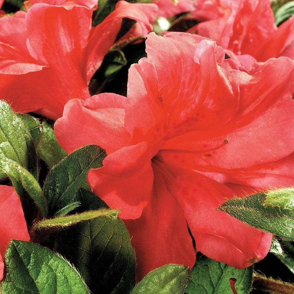 ENCORE AZALEA 3 Gal. Autumn Monarch Shrub with Orange-Pink Reblooming Flowers