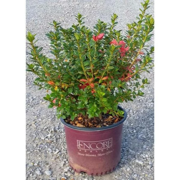 ENCORE AZALEA 3 Gal. Autumn Monarch Shrub with Orange-Pink Reblooming Flowers - Image 2