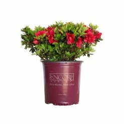 ENCORE AZALEA 2 Gal. Autumn Fire Shrub with True Red Reblooming Flowers