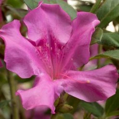 ENCORE AZALEA 3 Gal. Autumn Royalty Shrub with Magenta Purple Reblooming Flowers