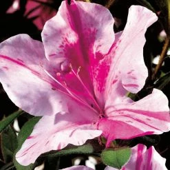 ENCORE AZALEA 3 Gal. Autumn Twist Shrub with Purple and White Reblooming Flowers