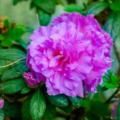 1 Gal. Autumn Majesty Encore Azalea Shrub with Purple Ruffled Reblooming Flowers