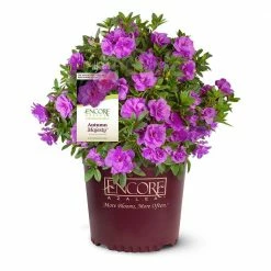 3 Gal. Autumn Majesty Encore Azalea Shrub with Purple Ruffled Reblooming Flowers
