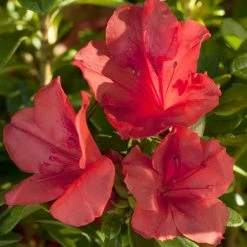 ENCORE AZALEA 2 Gal. Autumn Sunset Shrub with Orange-Red Reblooming Flowers