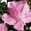 ENCORE AZALEA 1 Gal. Autumn Sweetheart - Pink Re-Blooming Compact Evergreen Shrub