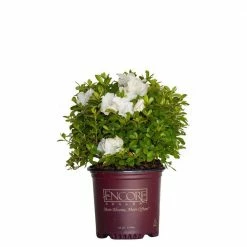 ENCORE AZALEA 1 Gal. Autumn Angel Shrub with Clear White Reblooming Flowers