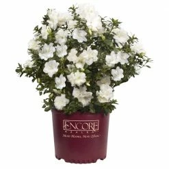 ENCORE AZALEA 2 Gal. Autumn Moonlight Shrub with Crisp White Semi-double Reblooming Flowers