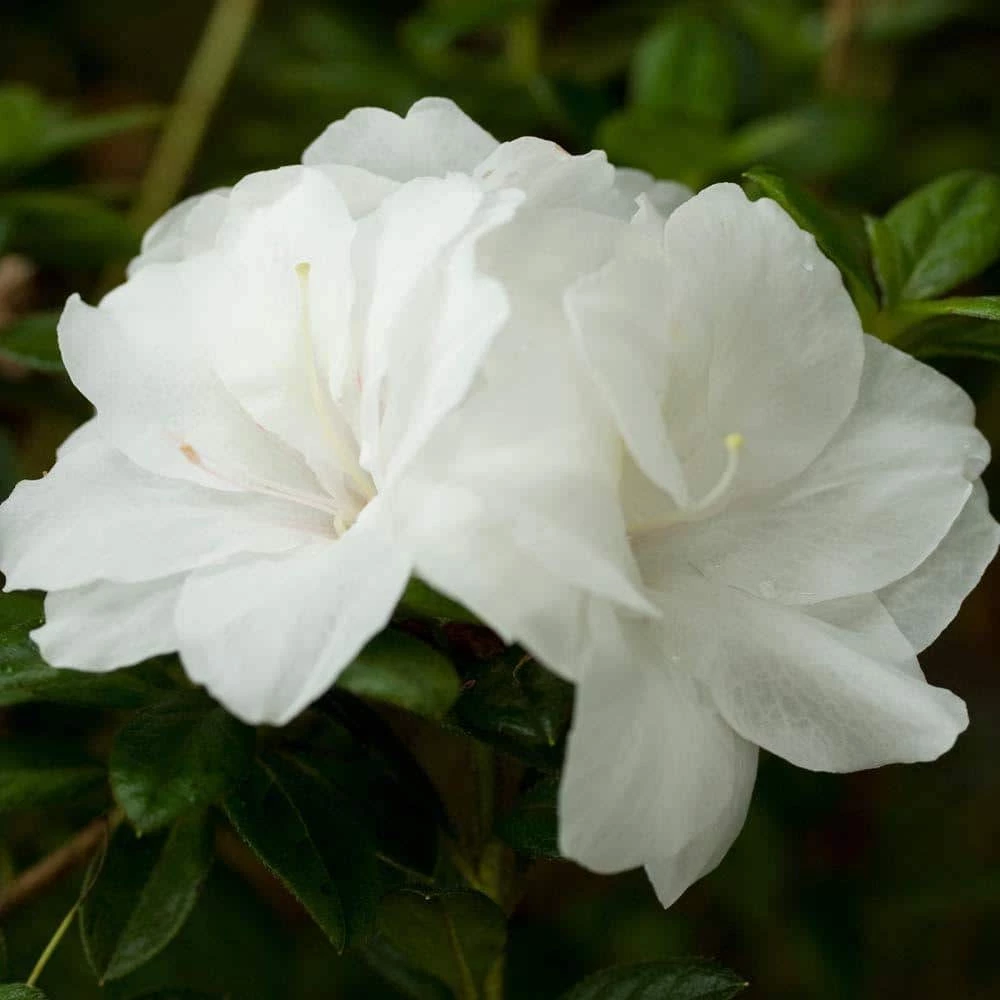 ENCORE AZALEA 2 Gal. Autumn Moonlight Shrub with Crisp White Semi-double Reblooming Flowers - Image 2