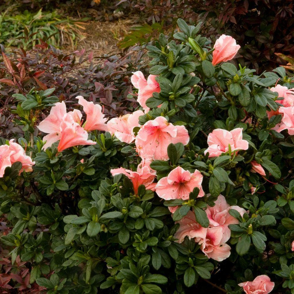ENCORE AZALEA 2 Gal. Autumn Sunburst Shrub with Bicolor Coral Pink and White Reblooming Flowers - Image 3
