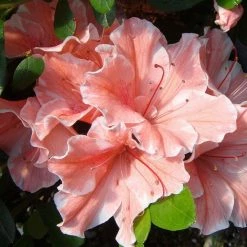 ENCORE AZALEA 2 Gal. Autumn Sunburst Shrub with Bicolor Coral Pink and White Reblooming Flowers