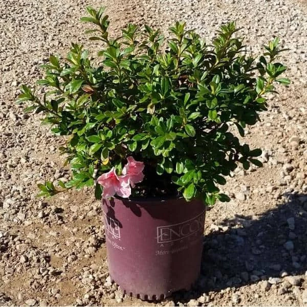 ENCORE AZALEA 2 Gal. Autumn Sunburst Shrub with Bicolor Coral Pink and White Reblooming Flowers - Image 2