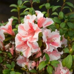 2 Gal. Autumn Starburst Encore Azalea Shrub with Coral Pink and White Reblooming Flowers