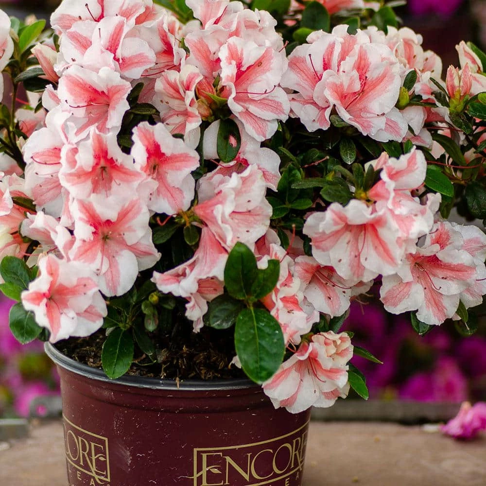 2 Gal. Autumn Starburst Encore Azalea Shrub with Coral Pink and White Reblooming Flowers - Image 2