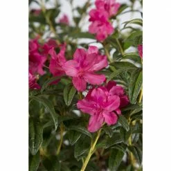ENCORE AZALEA 1 Gal. Autumn Jewel Shrub with Small Magenta Pink Reblooming Flowers