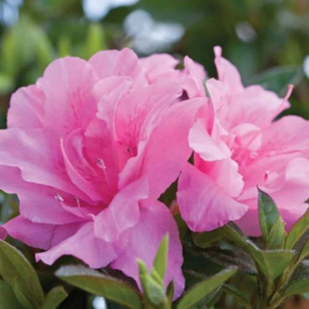 ENCORE AZALEA 1 Gal. Autumn Carnation Azalea Live Reblooming Shrub with Ruffled Pink Flowers