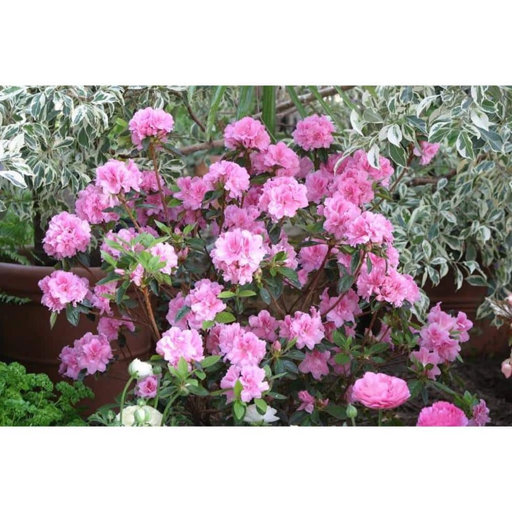 ENCORE AZALEA 1 Gal. Autumn Carnation Azalea Live Reblooming Shrub with Ruffled Pink Flowers - Image 2