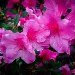 ENCORE AZALEA 1 Gal. Autumn Royalty Azalea Live Reblooming Shrub with Purple Flowers