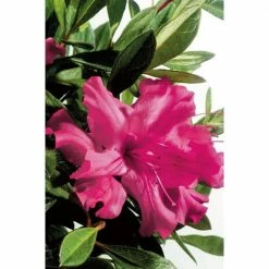 ENCORE AZALEA 1 Gal. Autumn Sundance Azalea Live Reblooming Shrub with Vibrant Pink Flowers