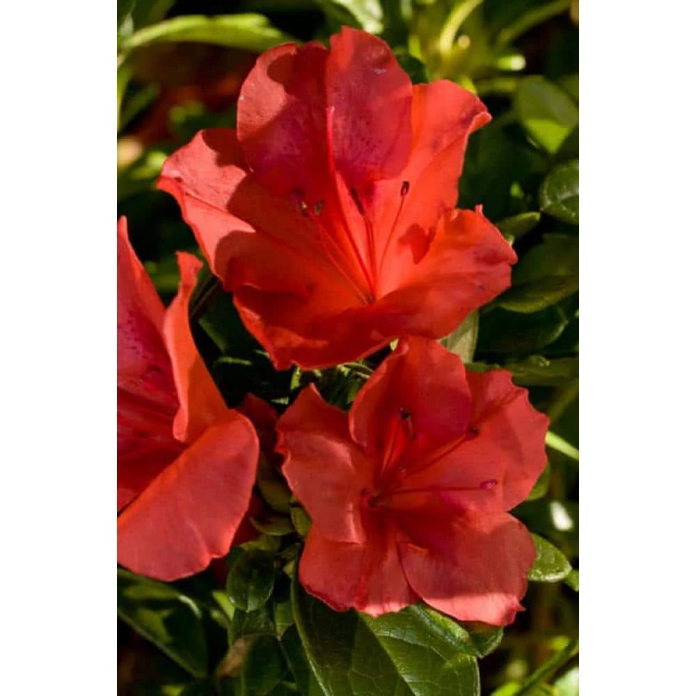 ENCORE AZALEA 1 Gal. Autumn Sunset Azalea Live Reblooming Shrub with Semi-Double Bright Red Flowers