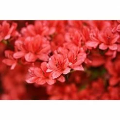 ENCORE AZALEA 1 Gal. Autumn Embers Shrub Deep Red Doubleblossoms Bloom Spring, Summer and Fall