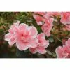 ENCORE AZALEA 1 Gal. Autumn Sunburst Shrub Coral Pink, Whitetrimmed Blossoms Bloom Spring, Summer and Fall